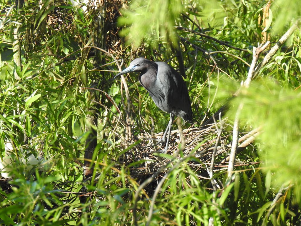 Little Blue Heron